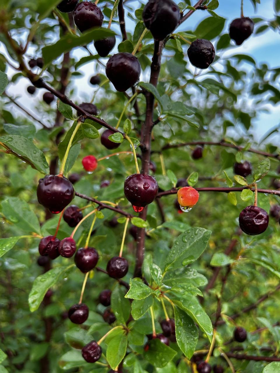 Steffens Cherry Orchard apple orchard in Fort Atkinson, Wisconsin
