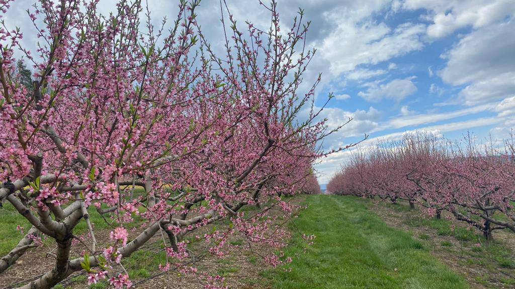 Northill Orchard apple orchard in Winfield, Pennsylvania