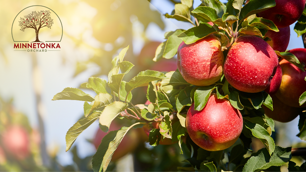 Everly Farms apple orchard in Minnetrista, Minnesota