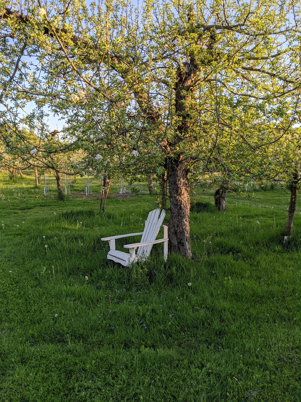Honey Hill Orchard & Apiaries apple orchard in Chittenango, New York