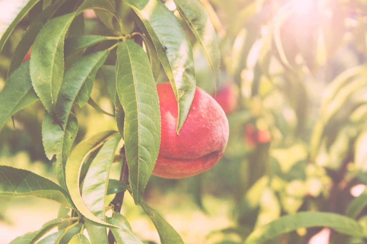 Carver Hill Orchard apple orchard in Stow, Massachusetts