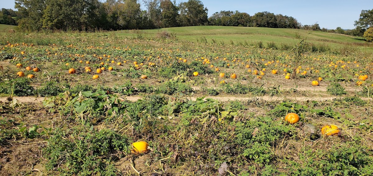 Buffalo Trail Orchard apple orchard in Greenville, Tennessee