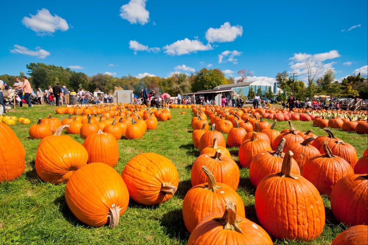 Harvest Moon Farm and Orchard apple orchard in North Salem, New York