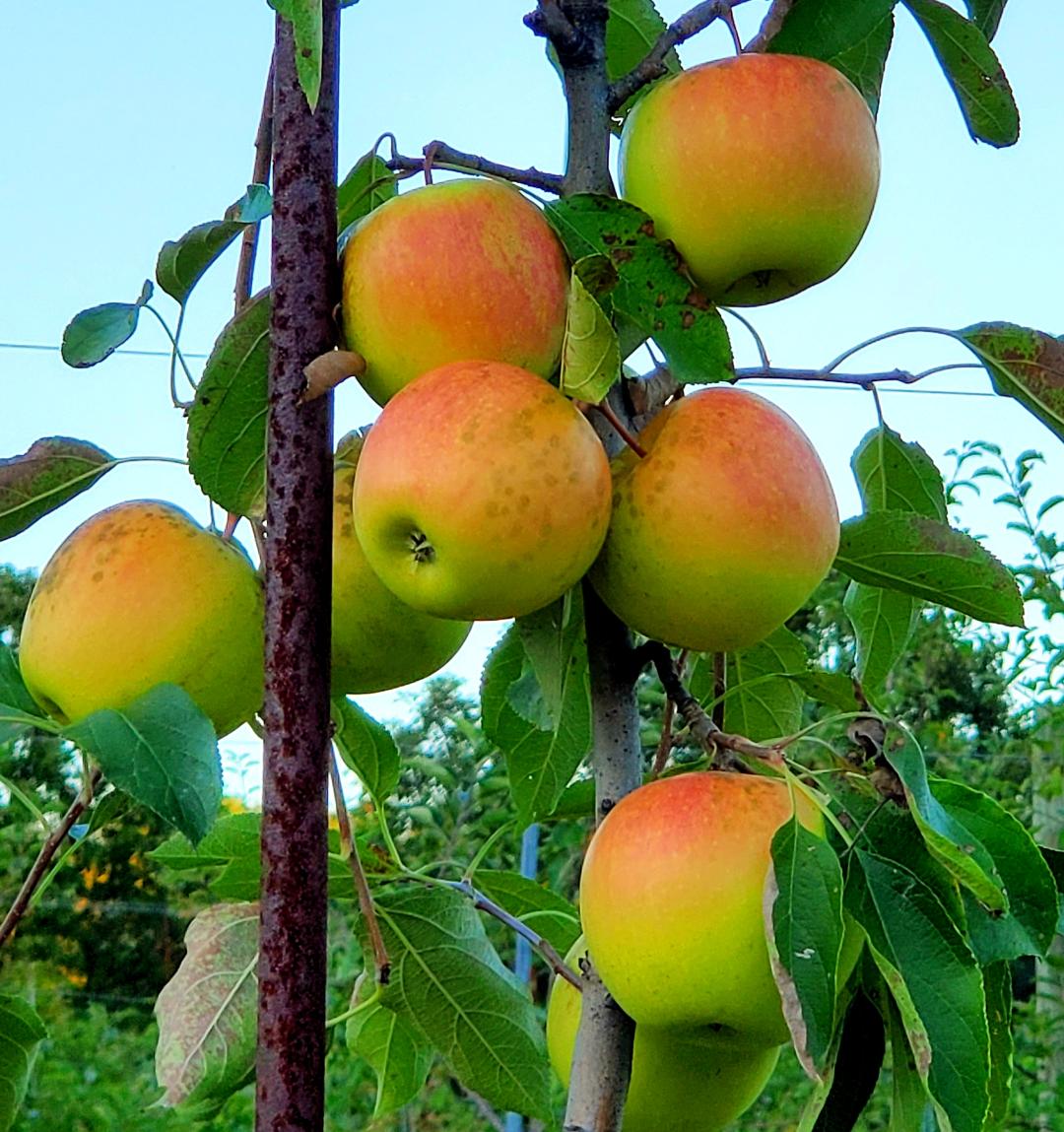 Half Crown Hill Orchard apple orchard in North Fayette Township, Pennsylvania