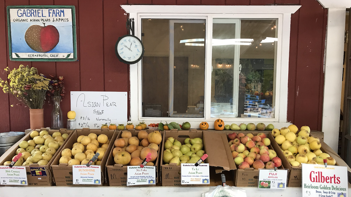 Gabriel Farm apple orchard in Sebastopol, California