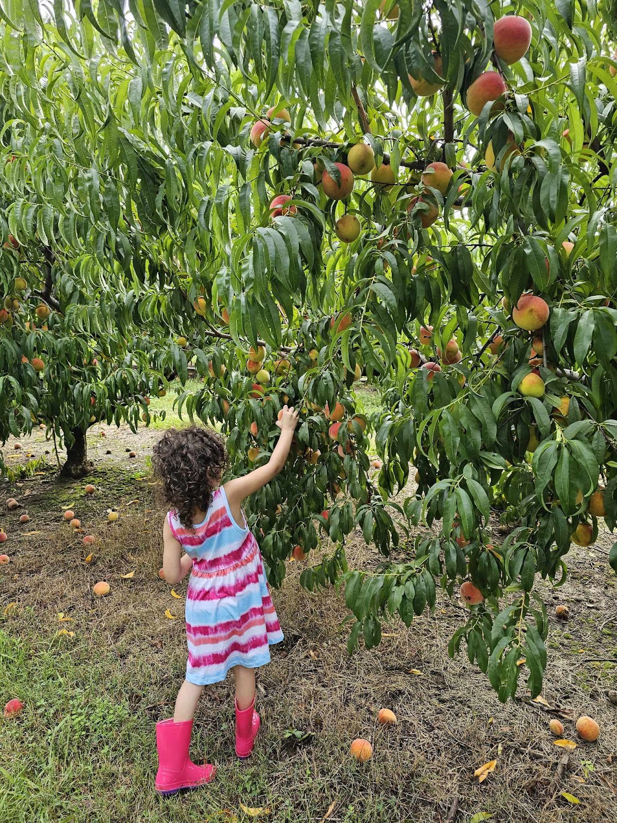 Zook's Orchard apple orchard in New Market, Alabama