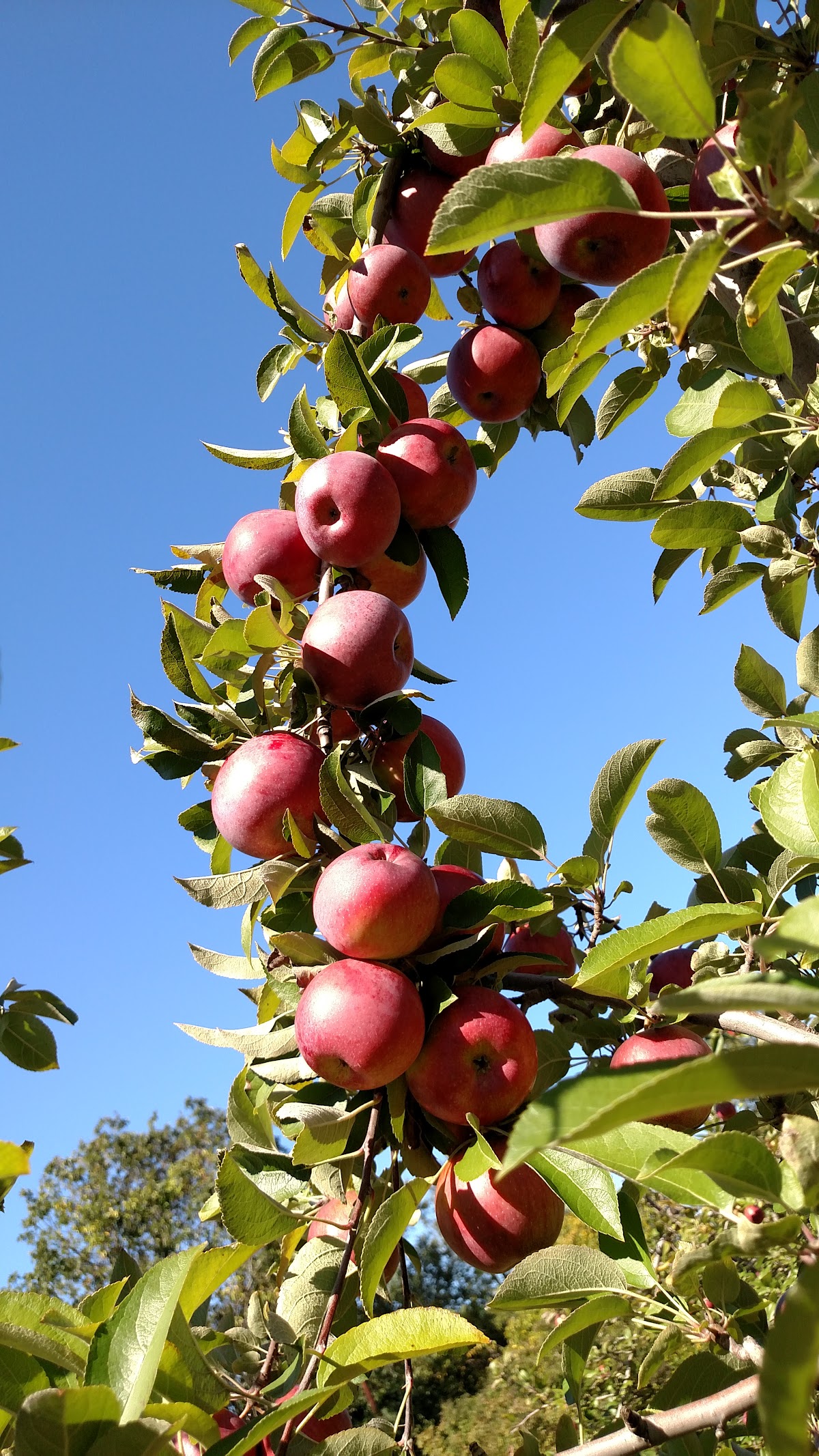 Dartmouth Orchards apple orchard in North Dartmouth, Massachusetts