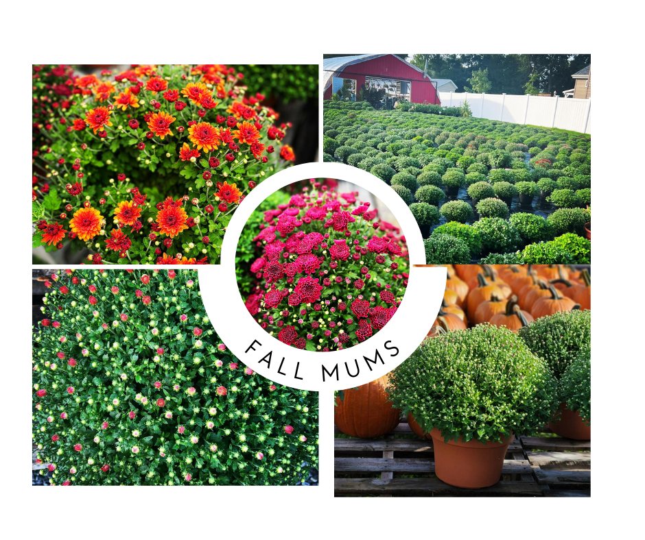Lansing Farm Market apple orchard in Schenectady, New York