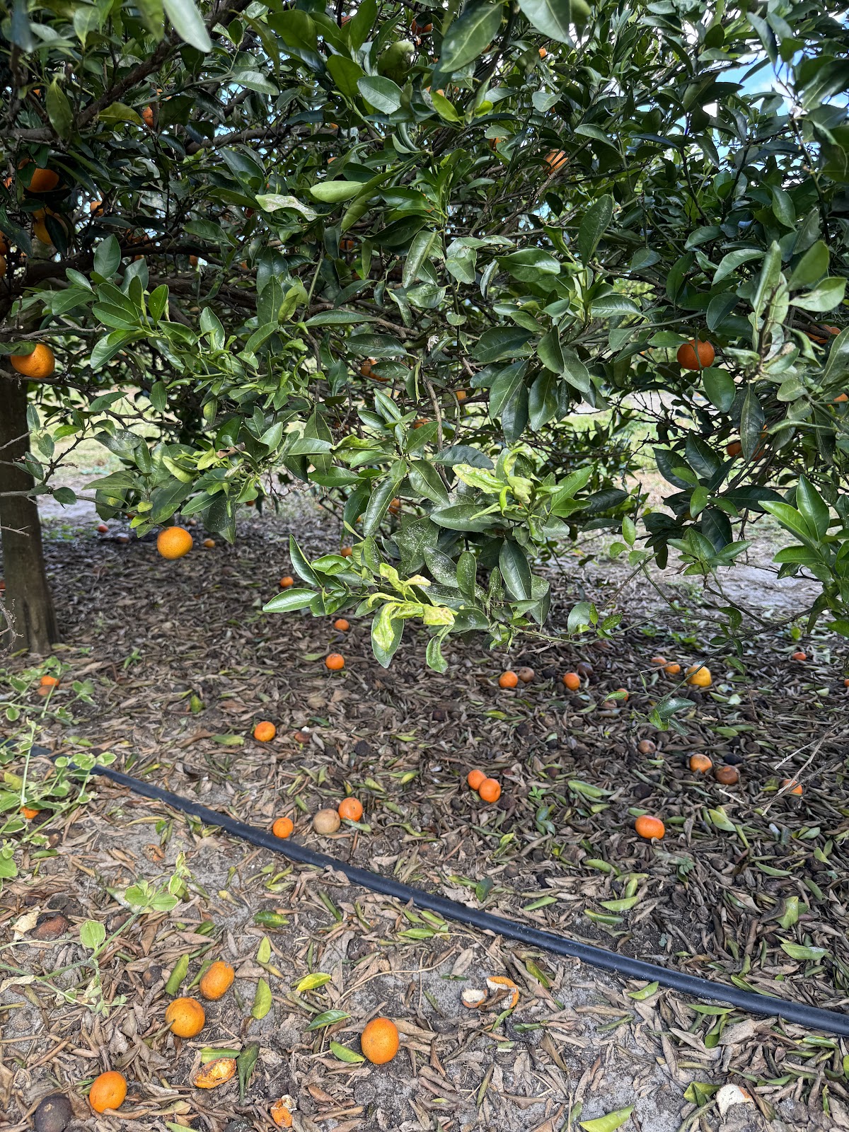 Greishop Orchard (a Florida Sweeties Orchard) apple orchard in Dade City, Florida