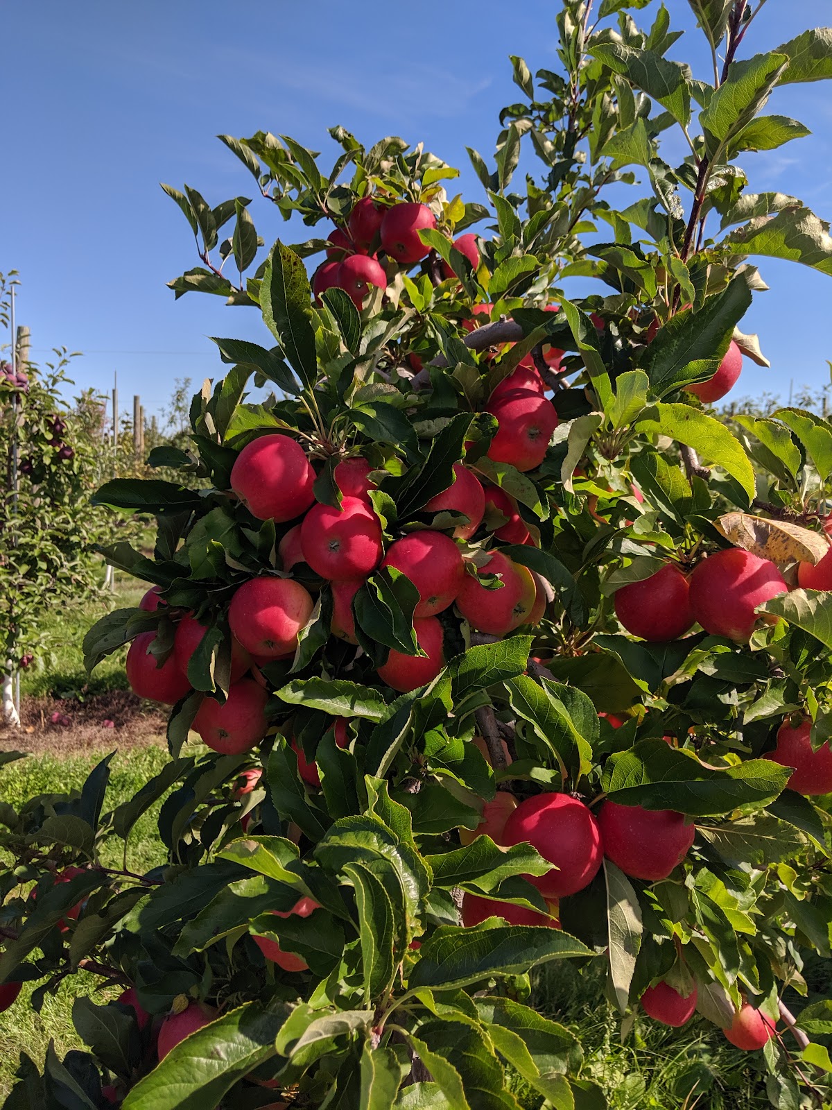 Carter Hill Orchard apple orchard in Concord, New Hampshire
