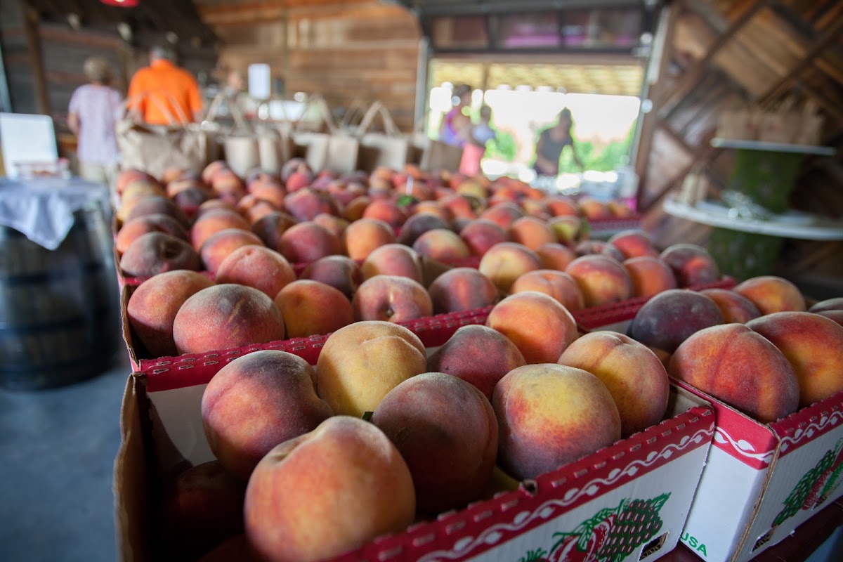 Breeden's Orchard & Country Store apple orchard in Mount Juliet, Tennessee