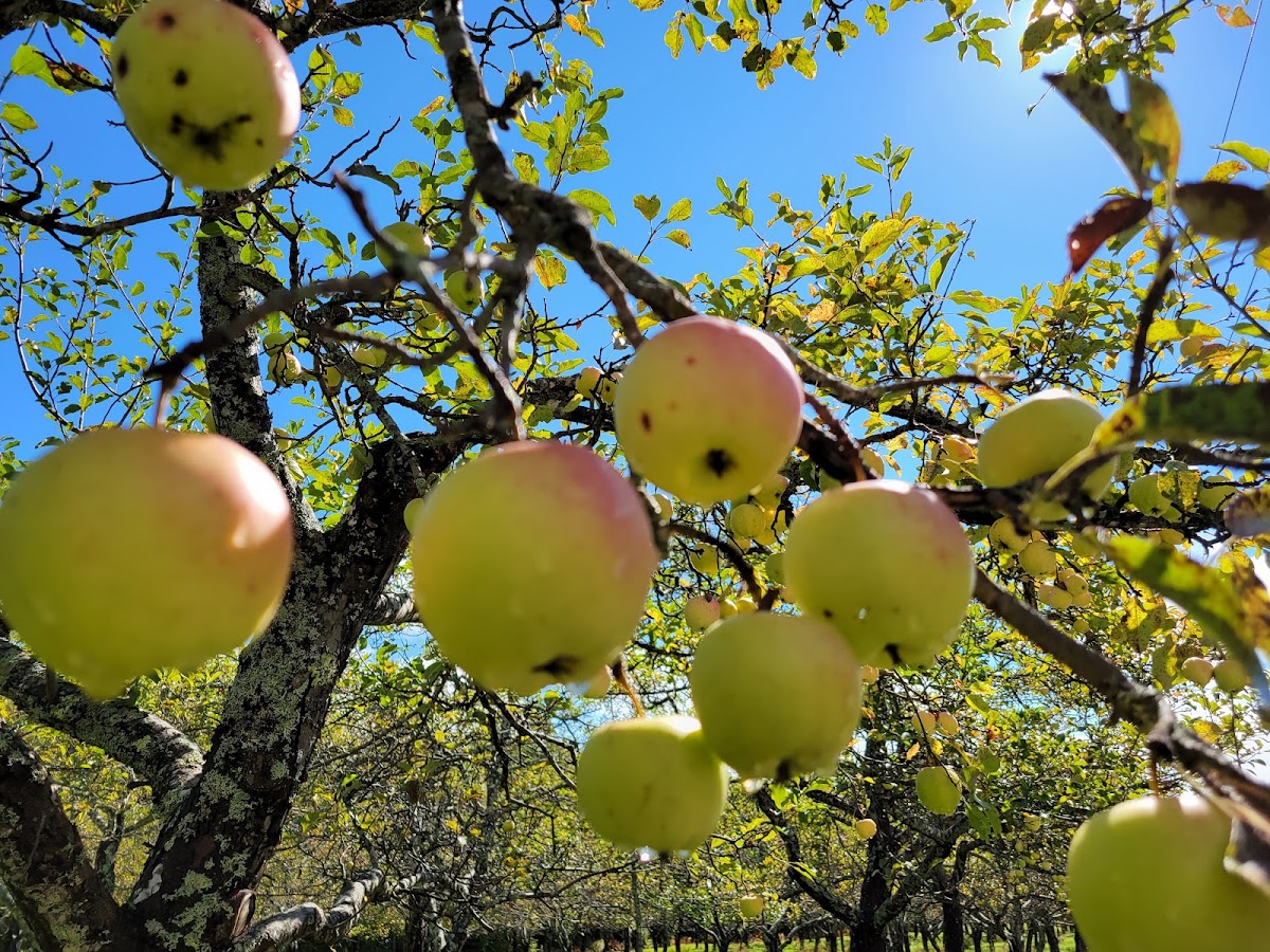Sewall Orchard apple orchard in Lincolnville, Maine