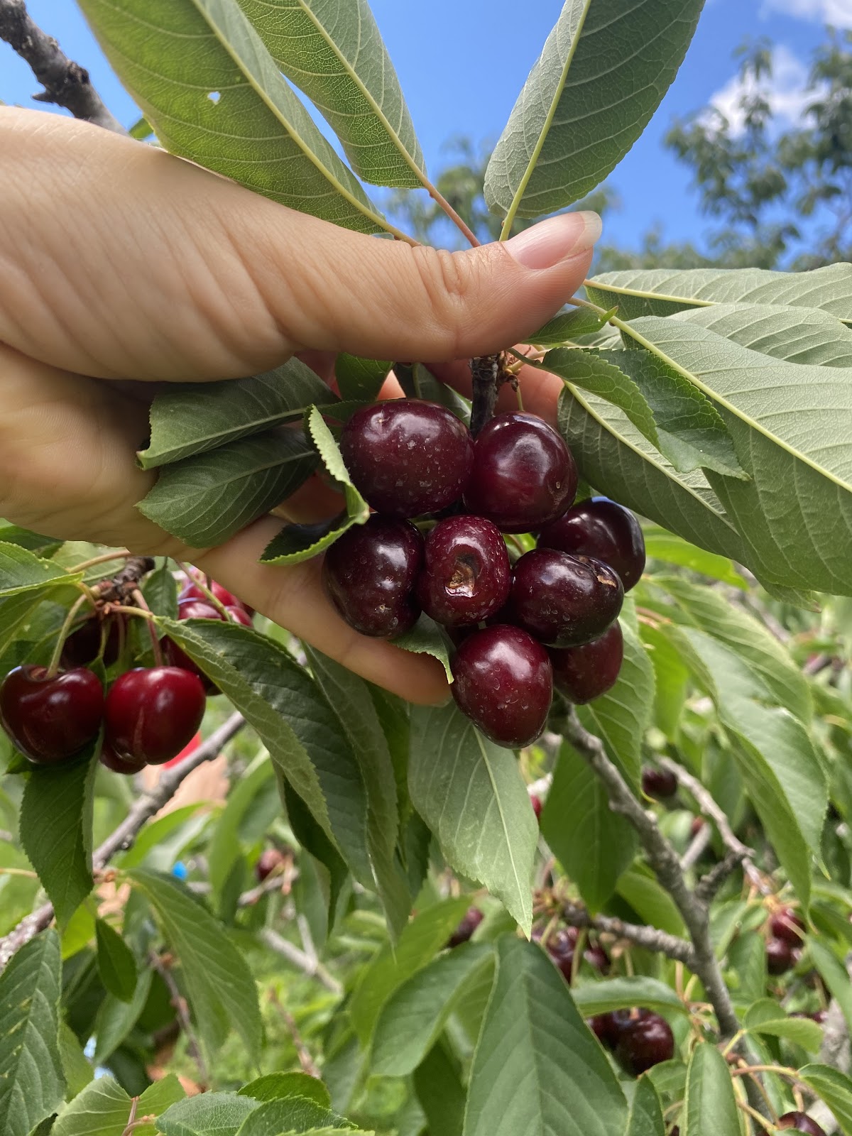 Ayers Orchards apple orchard in Cana, Virginia