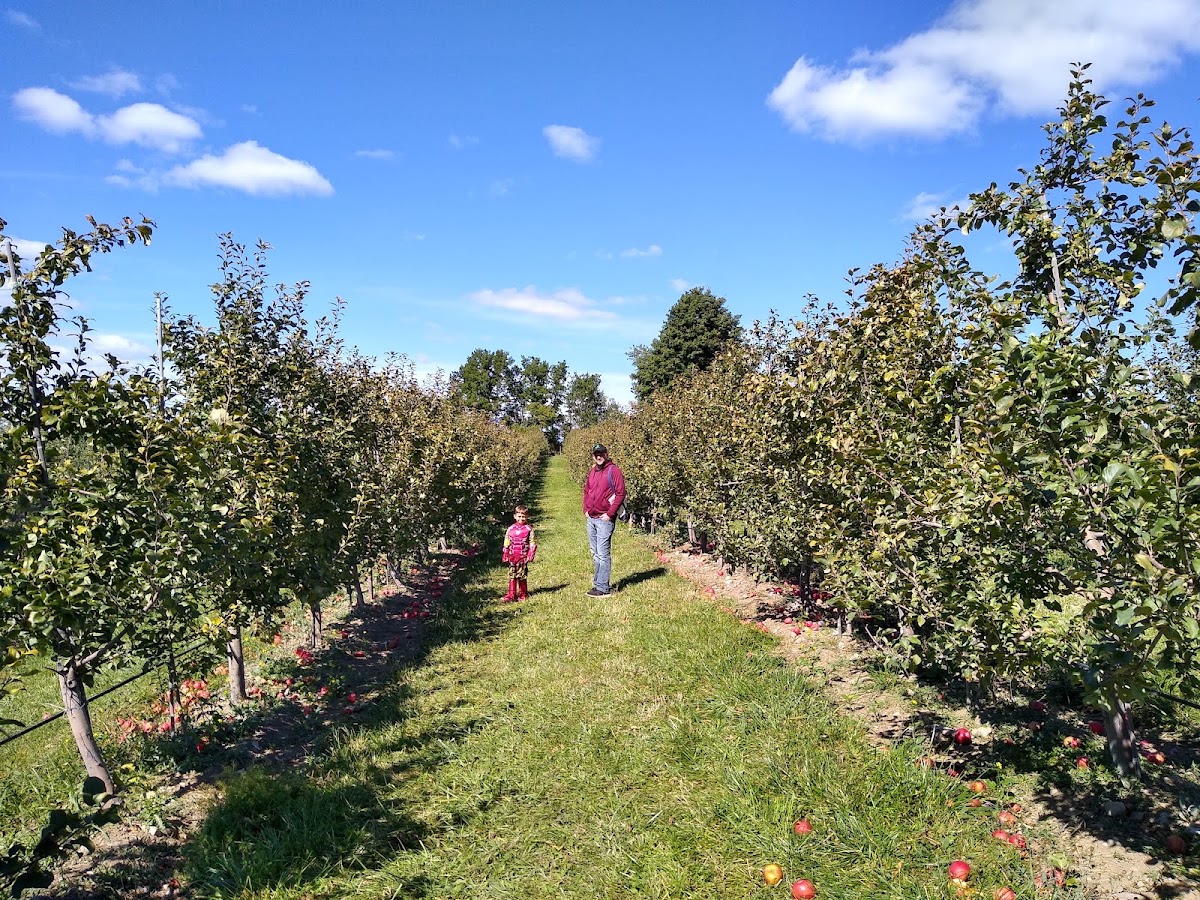 Adams Acres, Organic Apples apple orchard in Jamesville, New York