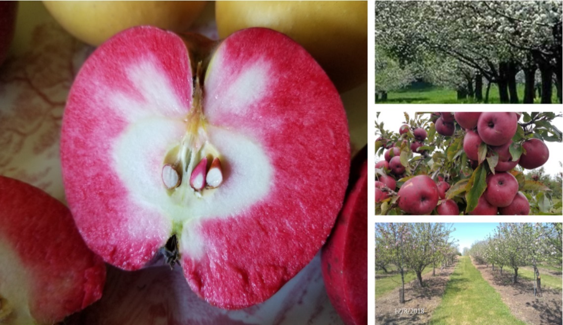 Maple Valley Orchard apple orchard in Gillett, Wisconsin