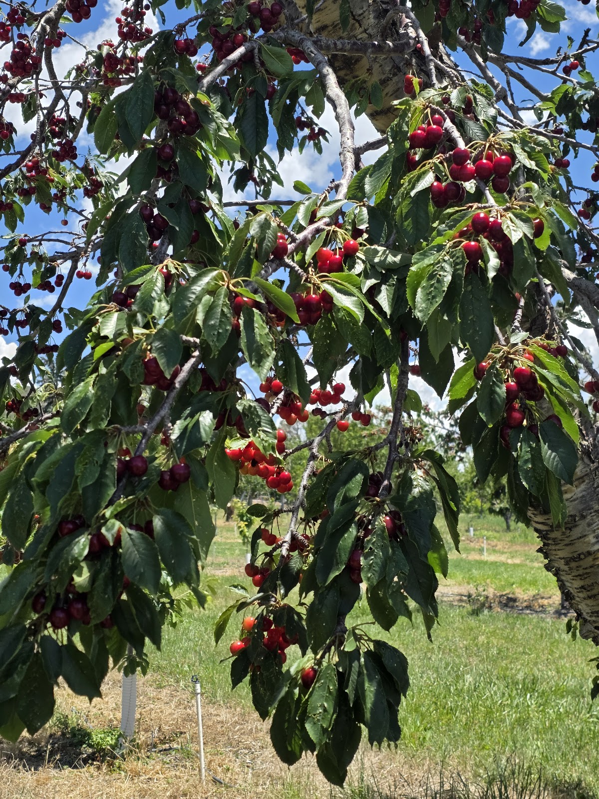 Nichols Ranch and Orchards apple orchard in La Luz, New Mexico