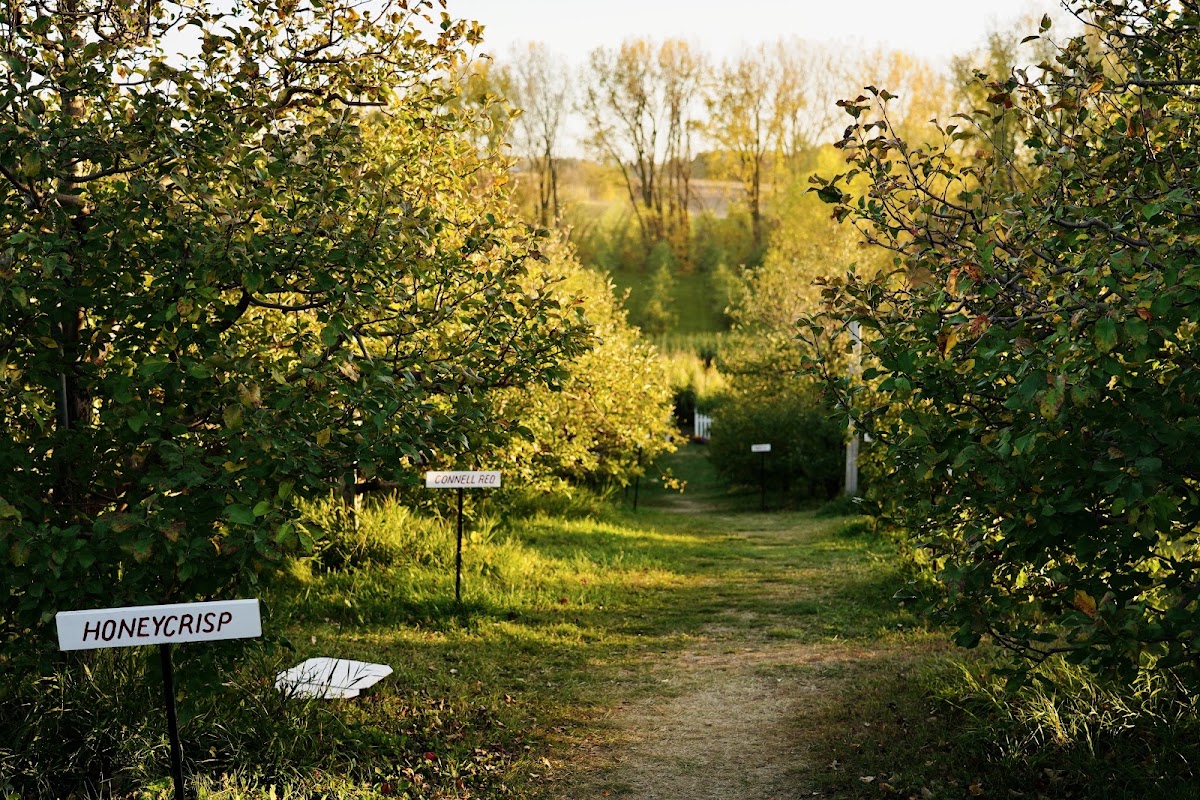 Thompson's Hillcrest Orchard apple orchard in Cedar Lake, Minnesota