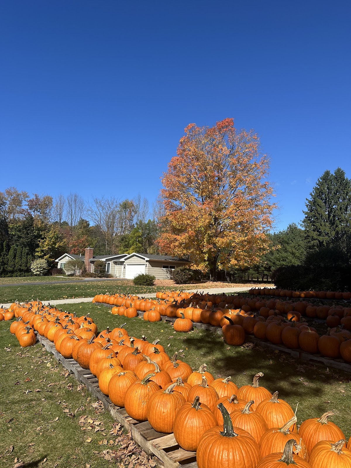 Sweetser’s Apple Barrel and Orchards apple orchard in Cumberland Center, Maine