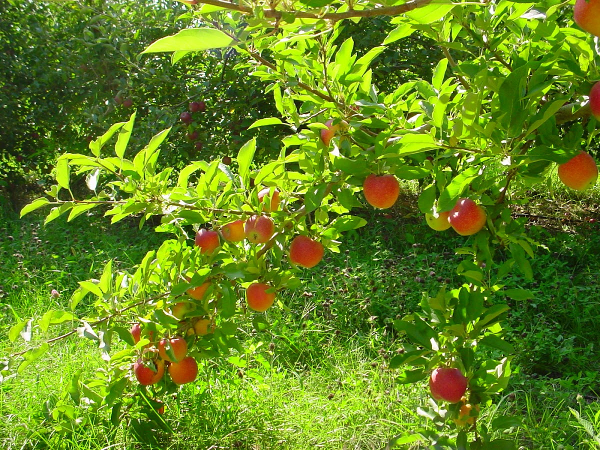 Martin’s Hillside apple orchard in Ceresco, Nebraska