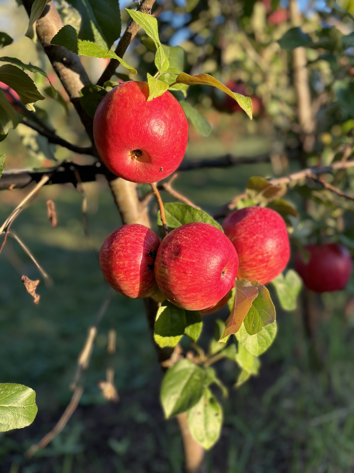 Opa’s Orchard apple orchard in Mundelein, Illinois