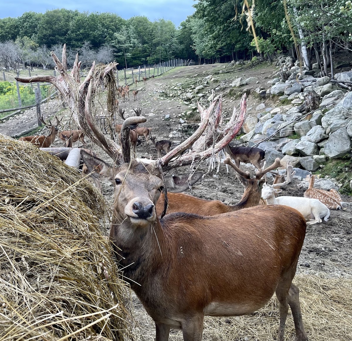 Shackley Hill Orchard apple orchard in Livermore, Maine