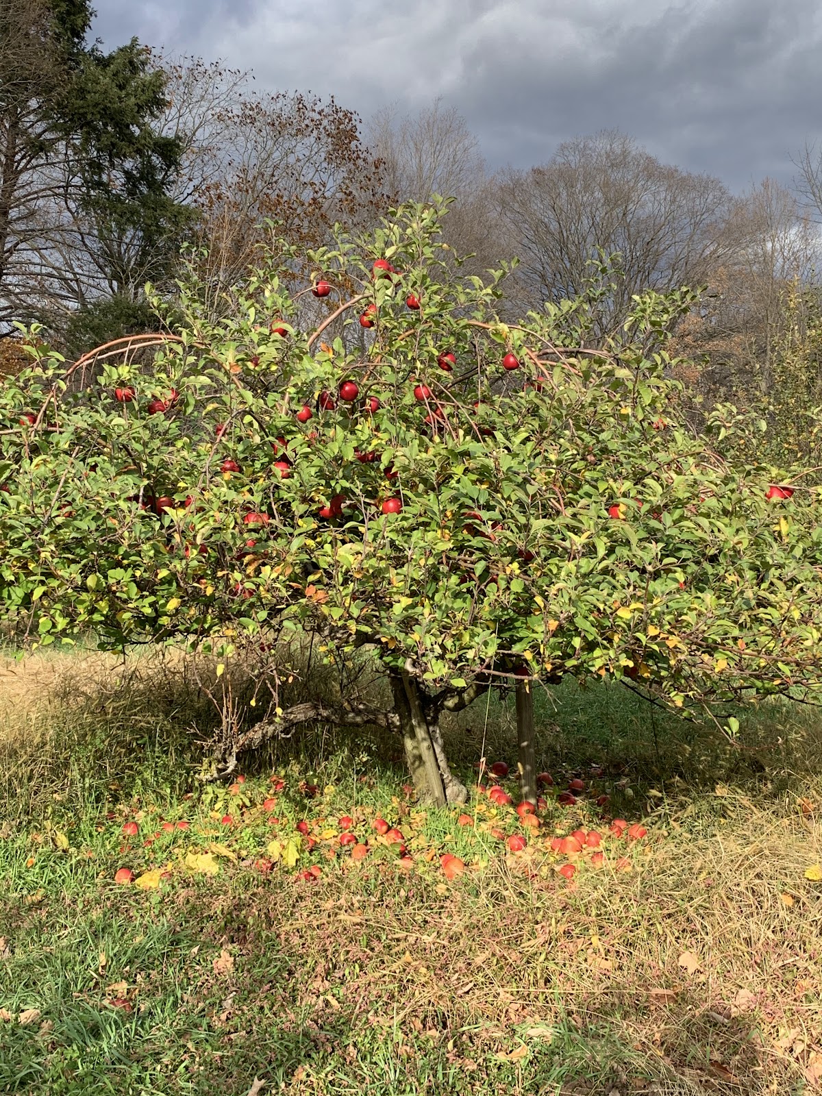 Brook Hollow Farm apple orchard in Columbia, New Jersey