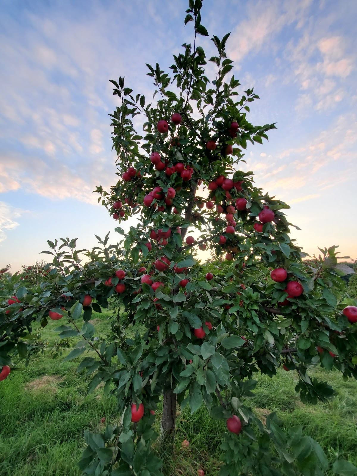 Jakes Apple Shack apple orchard in Stanchfield, Minnesota