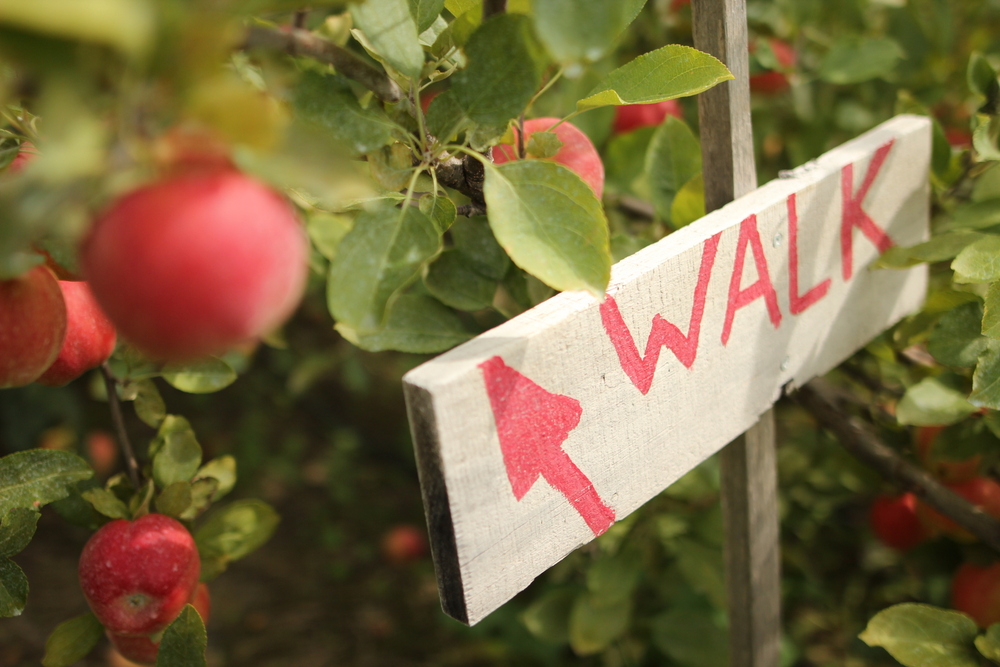 Lapacek's Orchard apple orchard in Poynette, Wisconsin