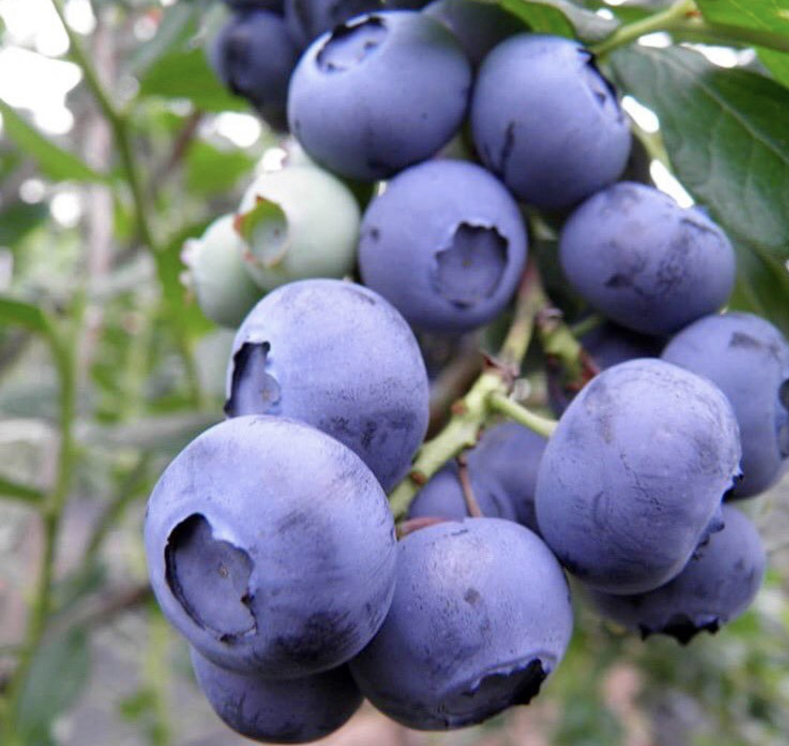 The Blueberry House, Apple Hill Orchards apple orchard in Bennington, Vermont