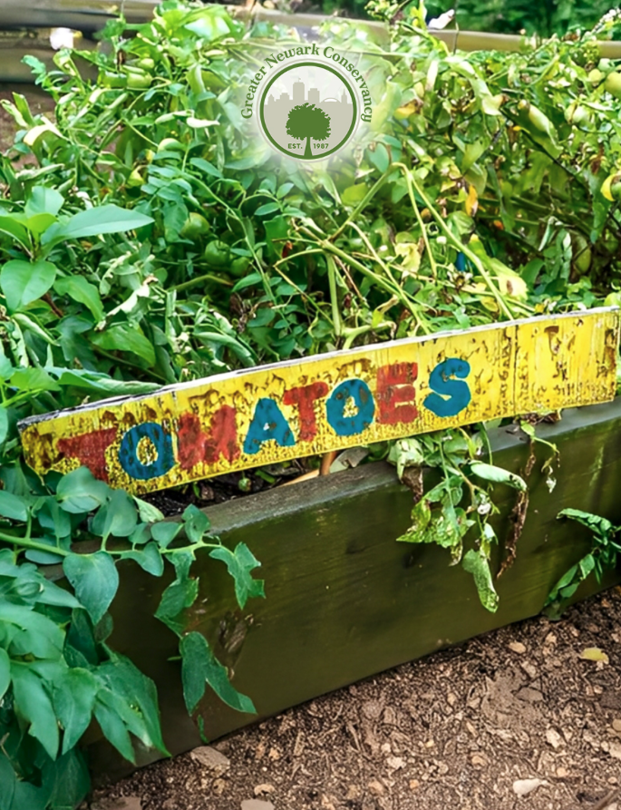 Greater Newark Conservancy apple orchard in Newark, New Jersey
