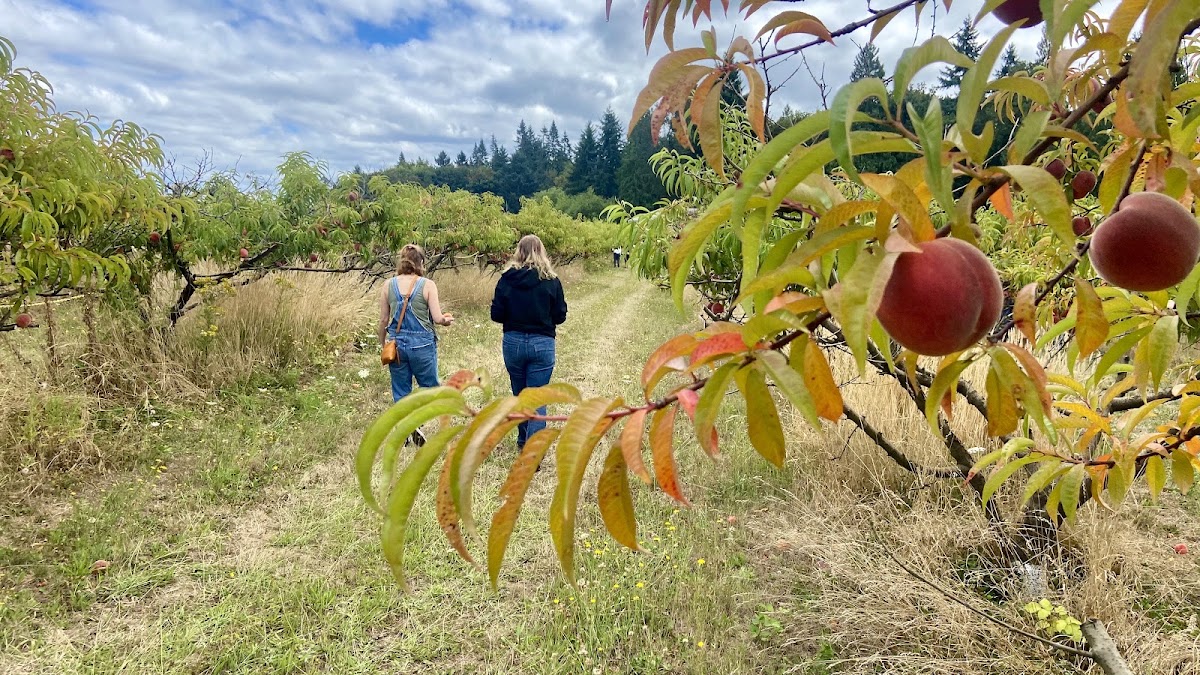 Douglas Farm apple orchard in Sauvie Island, Oregon