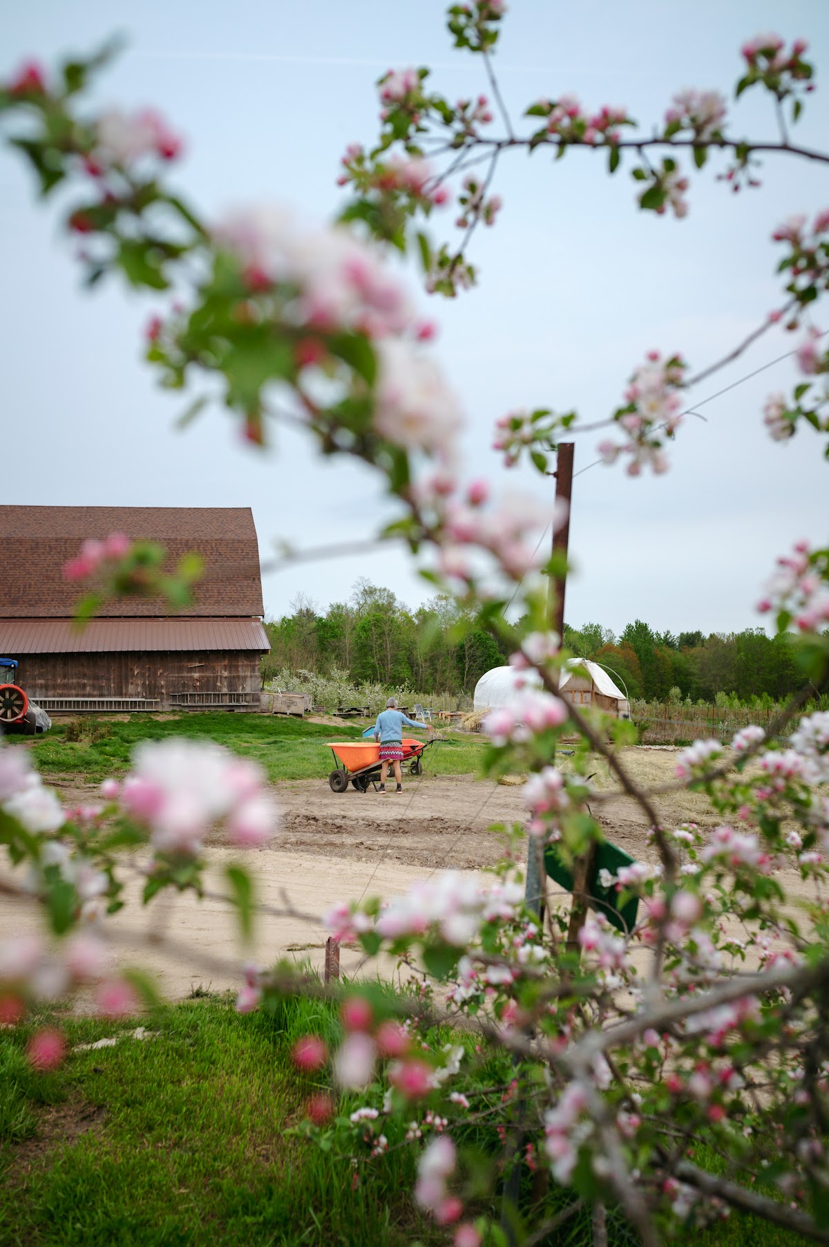 Apple Ridge Farms - apple orchard in Auburn, Maine