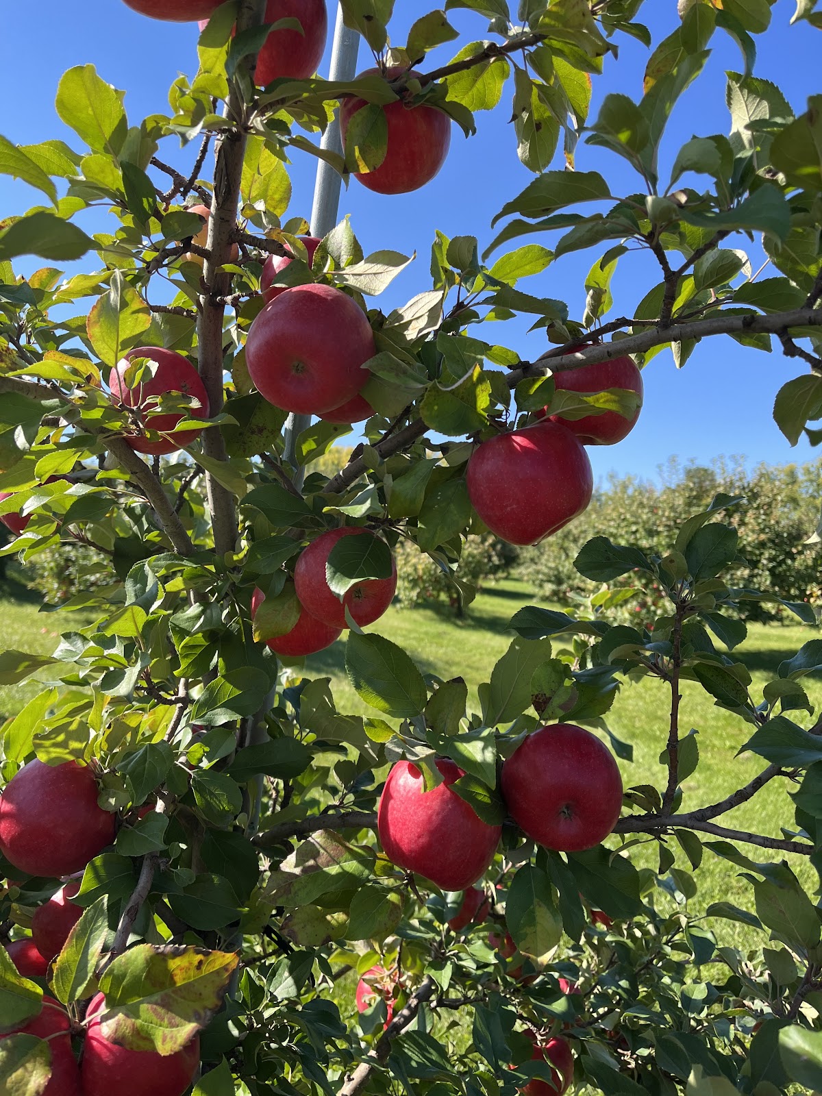 Hofacker's Hillside Orchard, LLC apple orchard in Appleton, Wisconsin