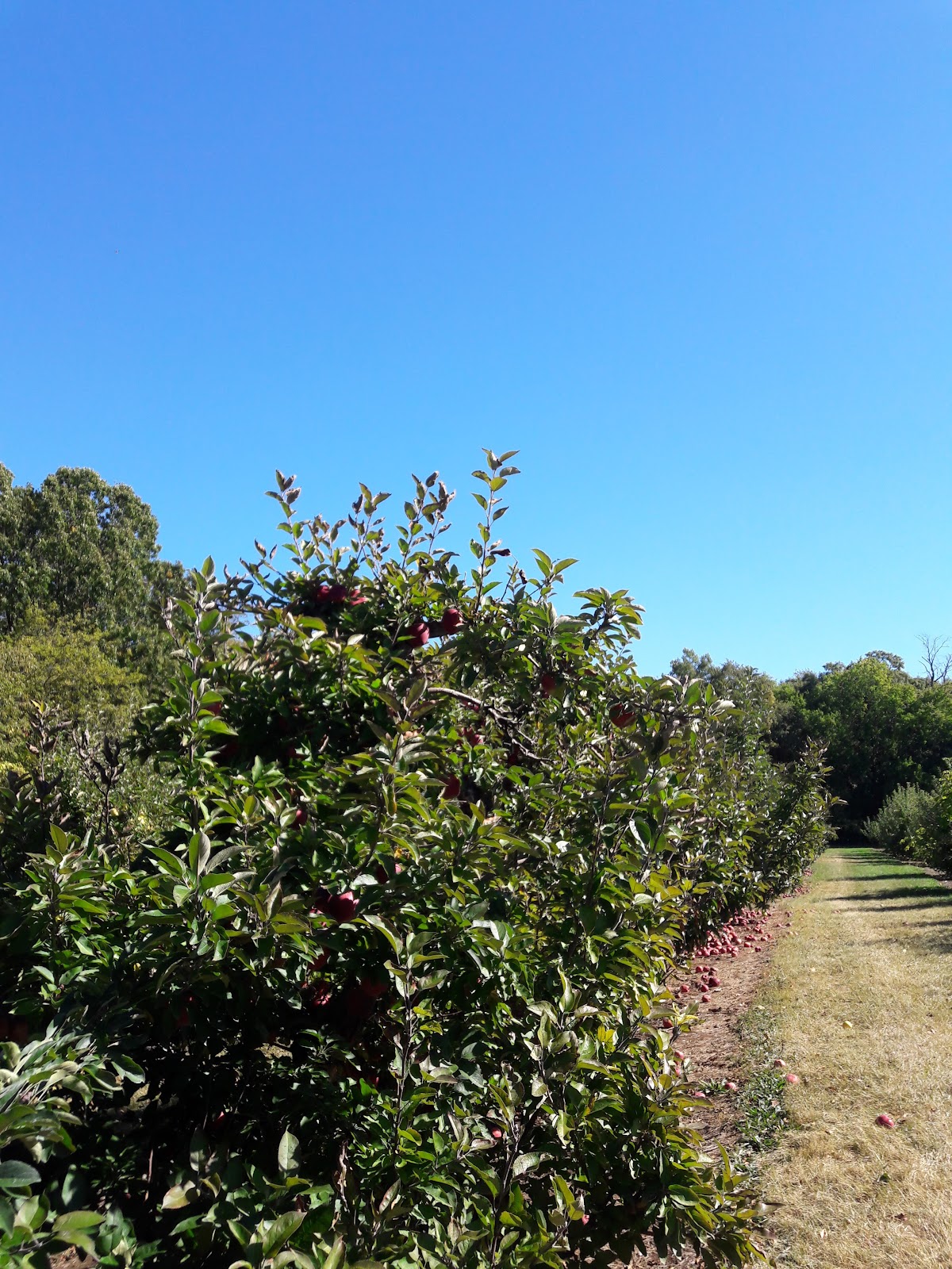 Oriole Springs Orchard apple orchard in Spring Grove, Illinois