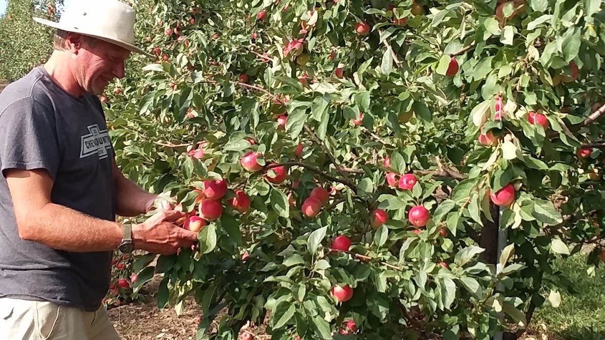 Knapton's apple orchard in Rockford, Minnesota