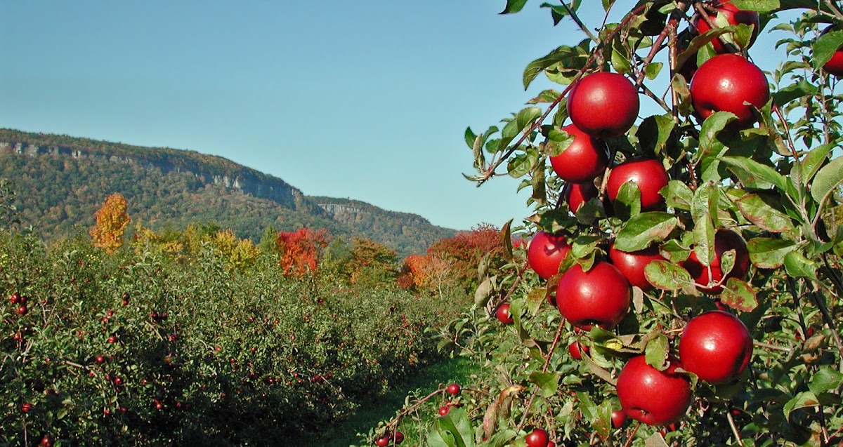 Eagle Mills Cider Mill and Family Fun Park apple orchard in Broadalbin, New York