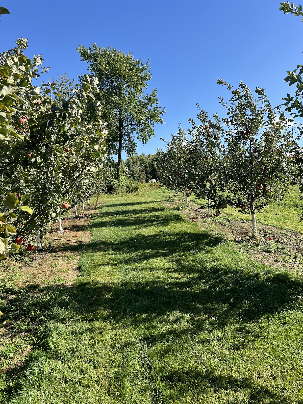 Parishville Center Apple Orchard apple orchard in Potsdam, New York