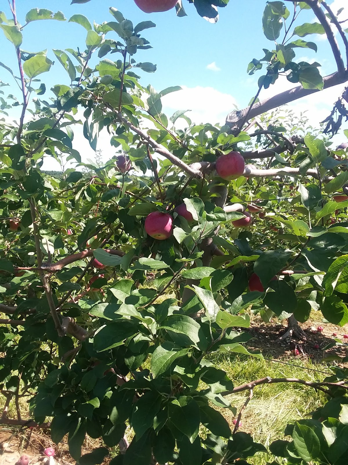 Johnny Appleseed's Farm - Schoolhouse Road apple orchard in Ellington, Connecticut