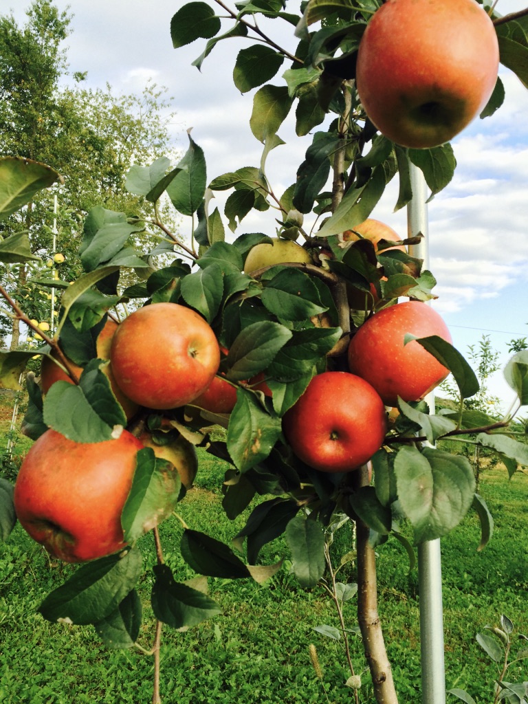 Peck Farm Orchard apple orchard in East Montpelier, Vermont