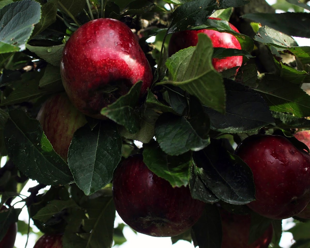 Devil Dog Orchard apple orchard in Reidsville,, North Carolina