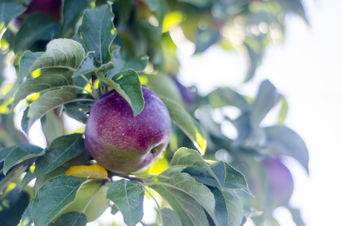 Champlain Orchards apple orchard in Shoreham, Vermont