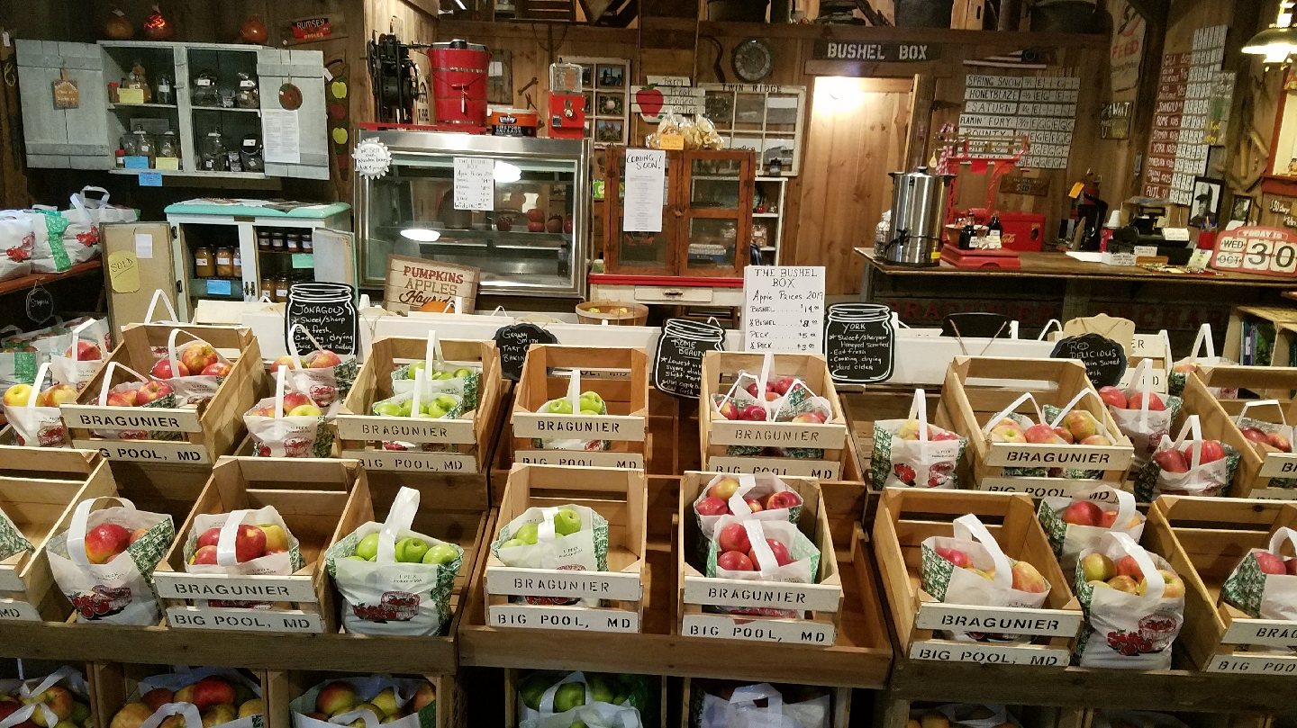 Bragunier Orchard apple orchard in Big Pool, Maryland