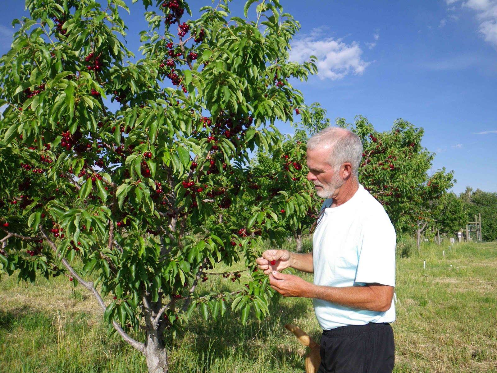 Excelsior Orchards apple orchard in Paonia, Colorado