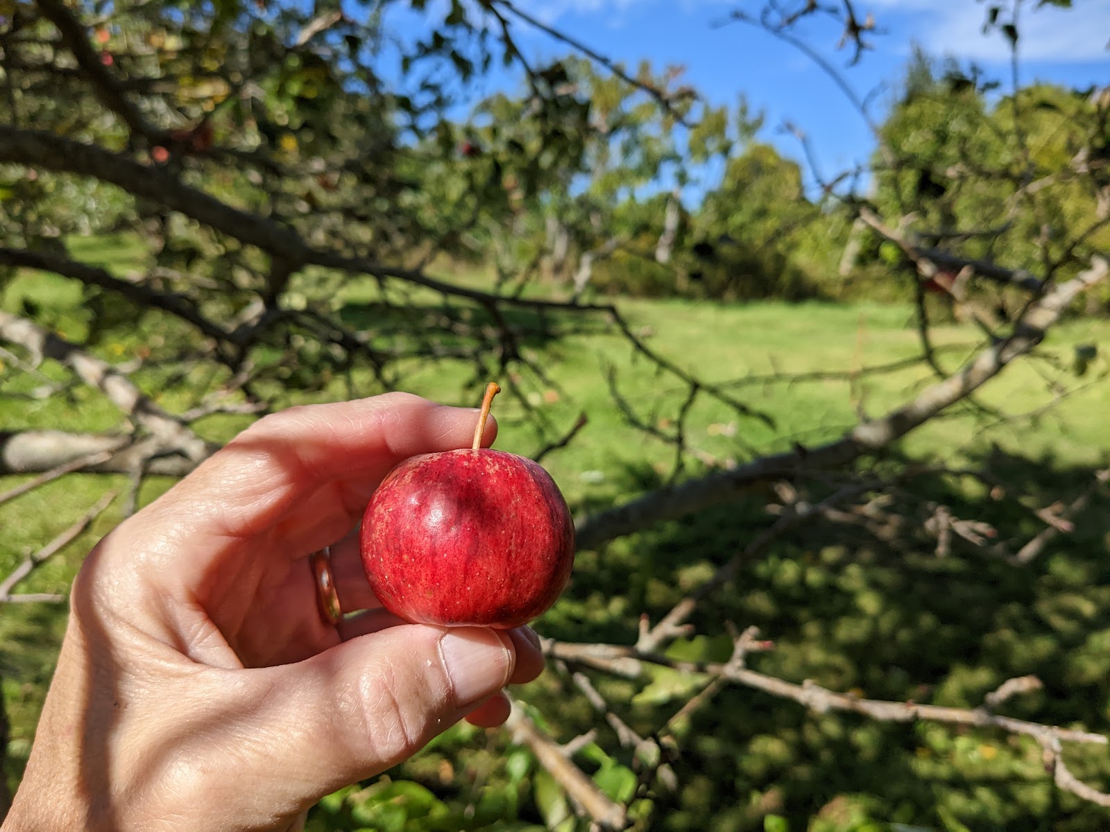 Elwell Organic Orchard apple orchard in Monroe, Maine