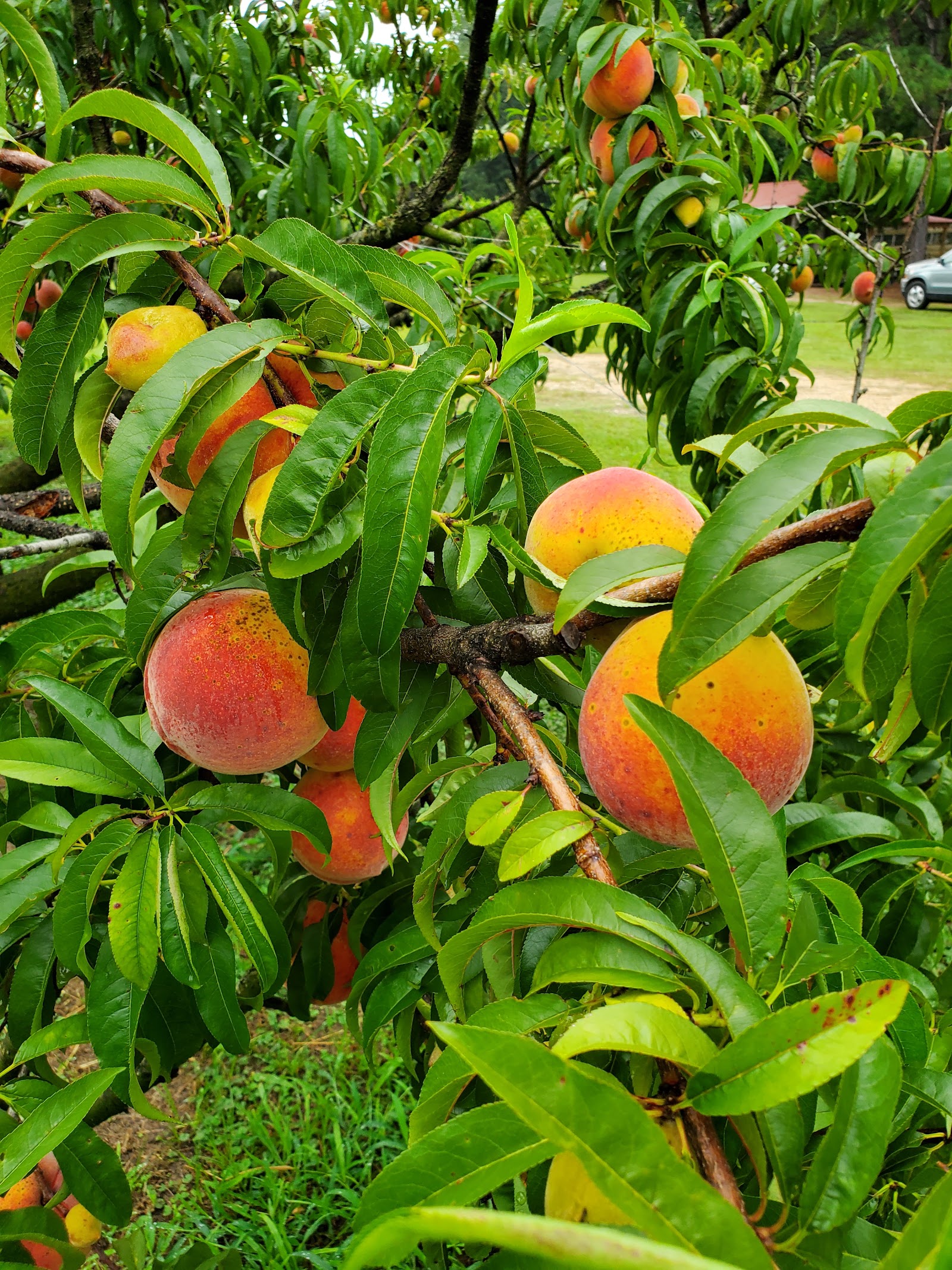 Woody's Peach Orchard apple orchard in Hampton, Arkansas