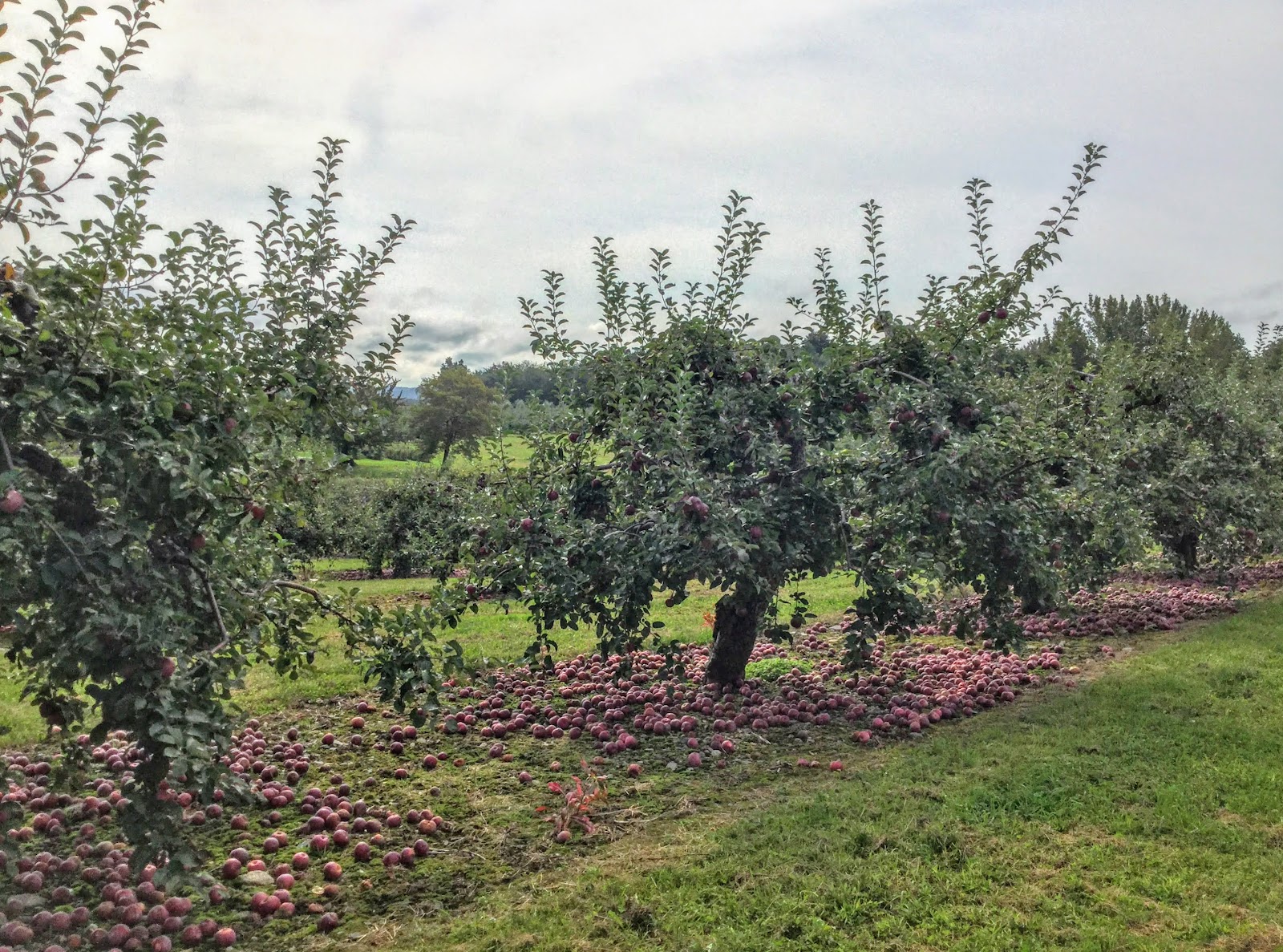 Meadowbrook Orchards apple orchard in Sterling, Massachusetts