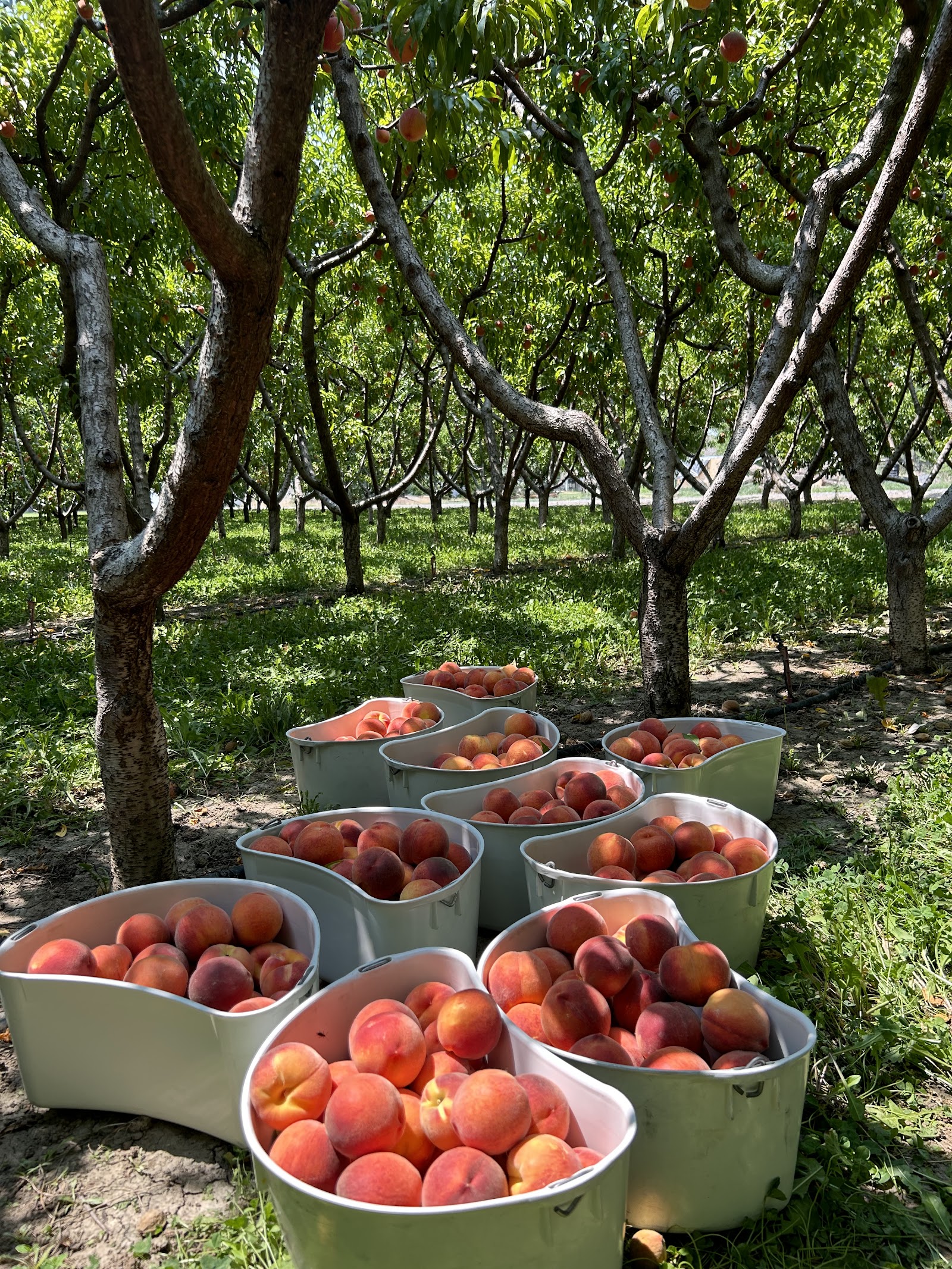 Smith Family Orchards apple orchard in Palisade, Colorado