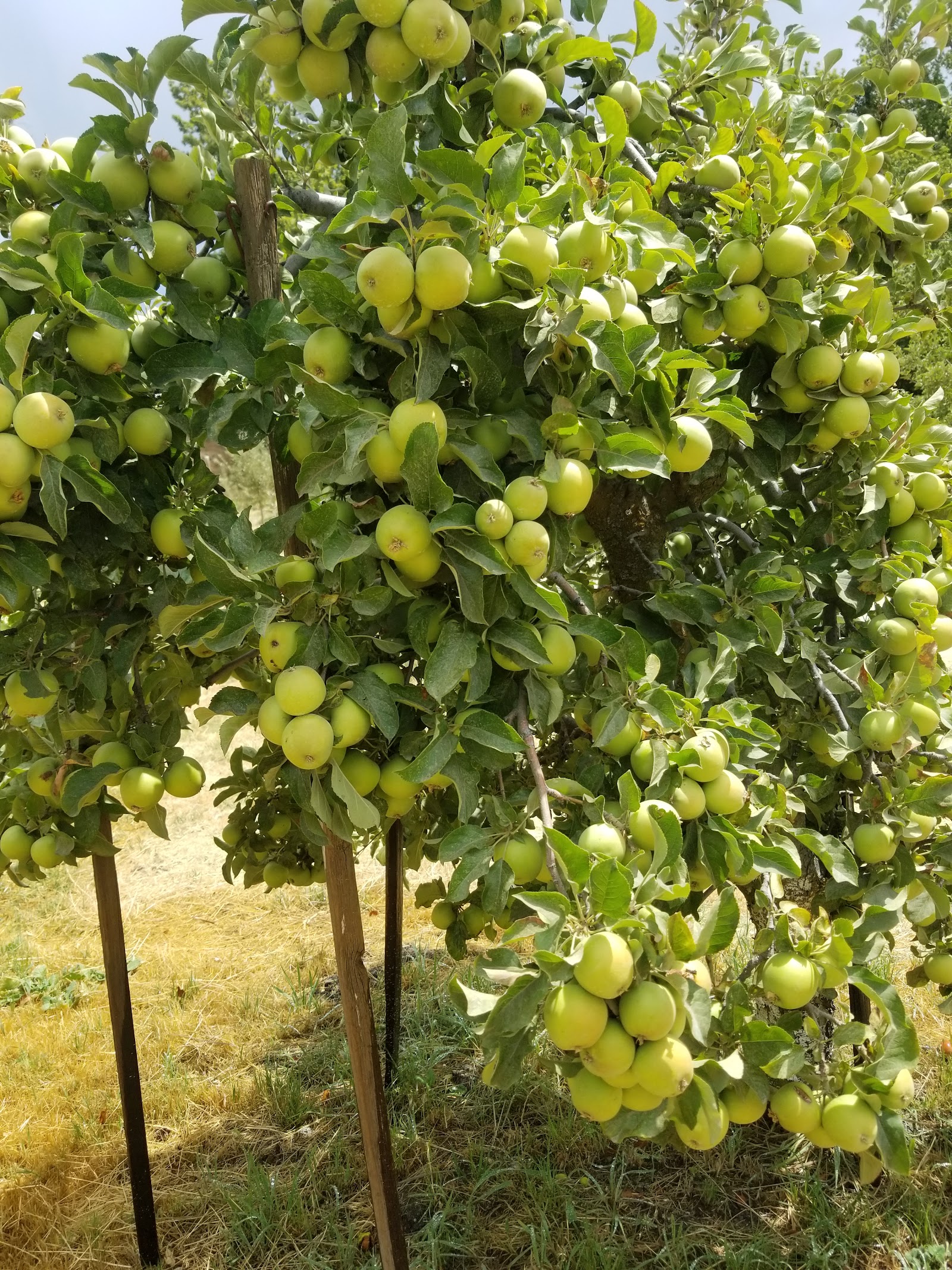 U-Pick Apple Orchard apple orchard in Oak Glen, California