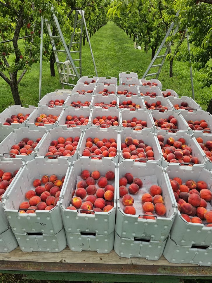 Morton's Orchards AKA Morton's Organic Orchards apple orchard in Palisade, Colorado