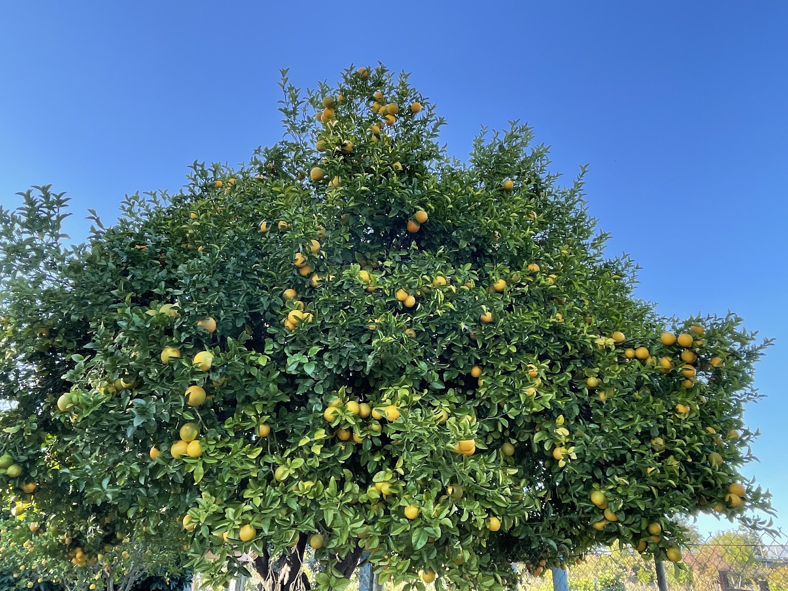 International Rare Fruit Orchard apple orchard in San Jose, California